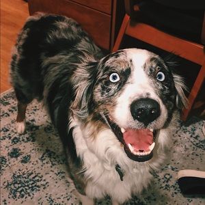 Meet your Posher, Brady